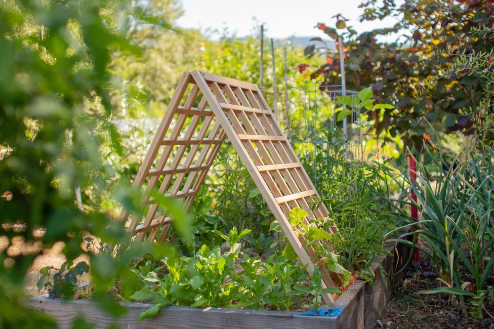 Trellises can maximize space and yield in a garden. A cedar trellis can be a beautiful additional and also provide important support to climbing and vining plants, taking advantage of vertical space